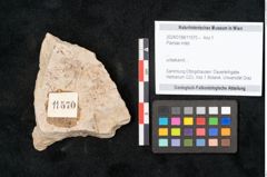 Foto (Objekt + Etikett) von Plantae indet.  (NHMW-GEO-2024-0188-11570)